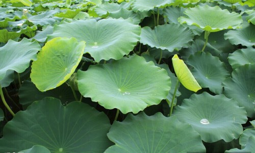 黄芪生脉颗粒对肠胃网 - 为你提供黄芪生脉颗粒 便秘吗、黄芪生脉颗粒可以升血压吗
