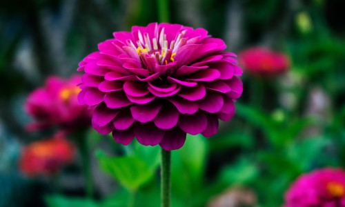 黄芪生脉颗粒对肠胃网 - 为你提供黄芪生脉颗粒 便秘吗、黄芪生脉颗粒可以升血压吗